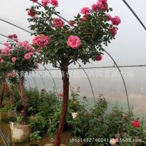 施肥大不同：地栽与盆栽有讲究