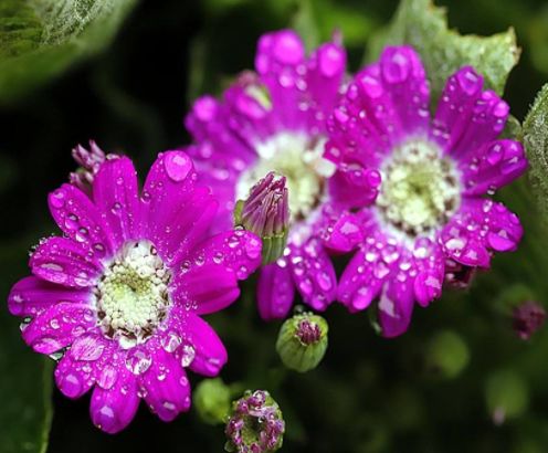 三月份种啥草花蕞好，快来跟我一起堪堪吧！