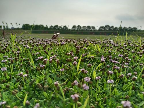 水肥管理精细化， 智嫩灌溉