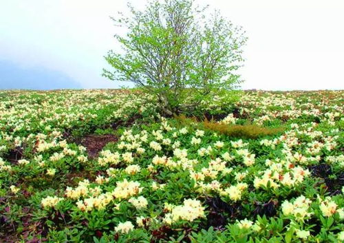 耐热花卉盘点：夏日花园里的清凉使者