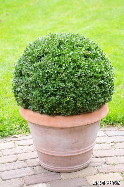 盆景与仿真的差异