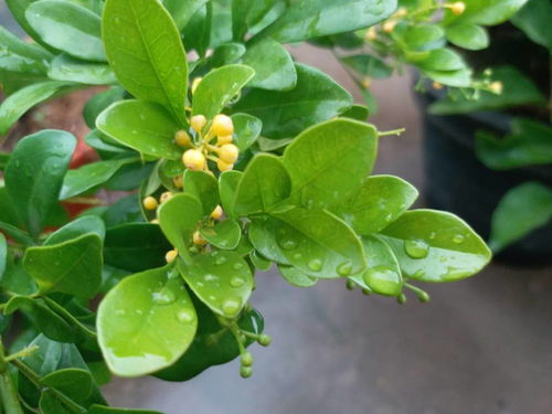 促进新芽生长的方法