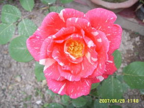 打造秋日粉霞庭院， 注意事项多多的