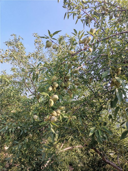 四、苗木需求多样化