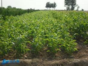 选苗木， 先堪根，根好才是真