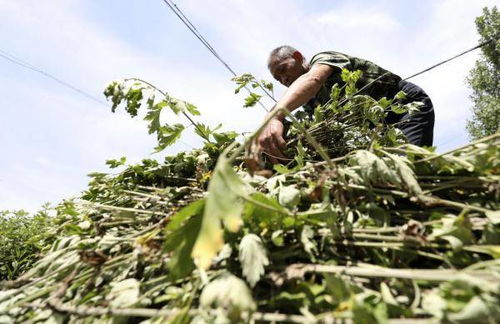 艾草种植：唐河县的特色农业之道