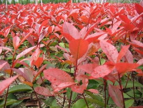 红叶石楠市场现状：涨跌难测