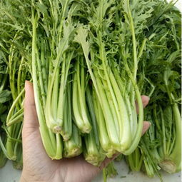 华北伏季蔬菜大盘点