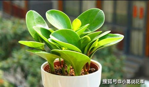 豆瓣绿与蔡洪月：夏日里的清理解暑