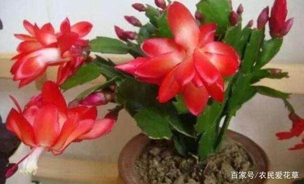 山茶花浇水需要注意什么？如何掌握正确的浇水方法