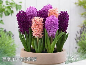 新疆绿化场地种花攻略：既美观又耐寒的花卉推荐