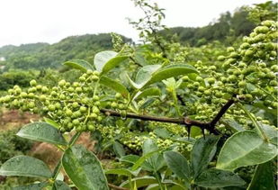 掌握嫁接技巧：花椒树种植的最佳时间与方法揭秘！