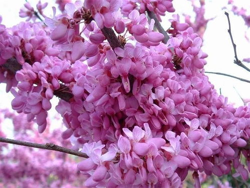 巨紫荆的种植魅力：观花树种的春天盛宴