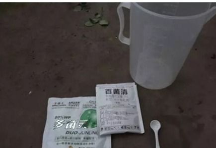 橡皮树怎么进行枝条扦插？有哪些具体步骤和注意事项