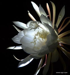 昙花的开花时间