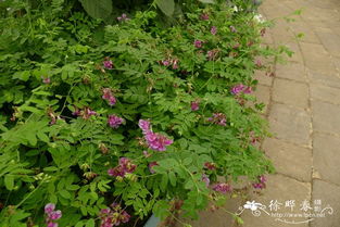 山黧豆：天然花卉防水土佳选