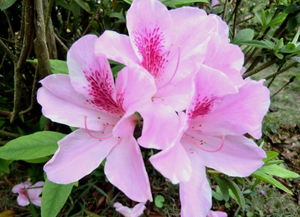 春天开的花有哪些？这几种花既漂亮又好养
