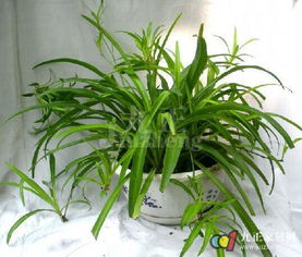 鱼缸植物种植技巧