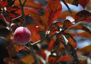 病虫害找上门了？