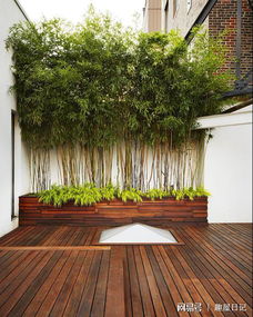 庭院内外皆可种