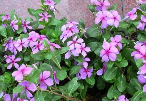 第六种：郁金香