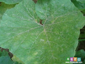 上海青的虫害防治