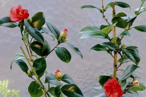 茶花浇水时如何根据土壤湿度调整水分管理技巧