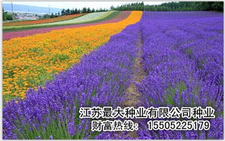 播种时间，春季和秋季的较量