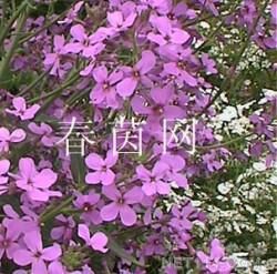 蓝香芥养护攻略，多年生爆款花卉！
