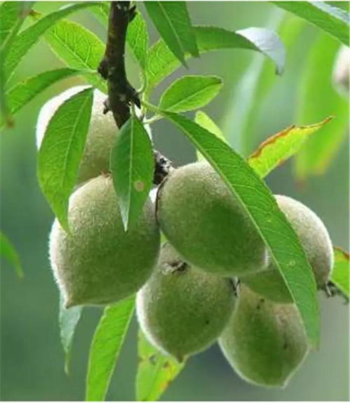 毛桃成熟季，春季赏花新宠！