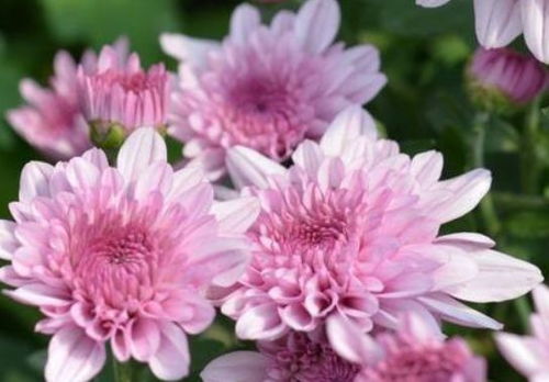 富贵菊种植小技巧