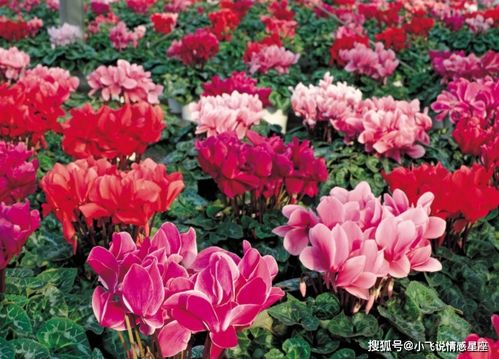 将仙客来多颗拆分，一盆变双