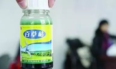 老鼠：会主动吃掉百草枯吗？