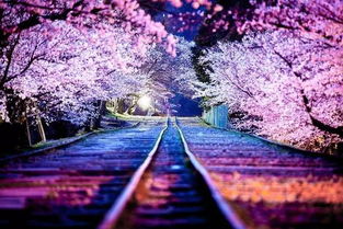 日本樱花花语：爱情与希望