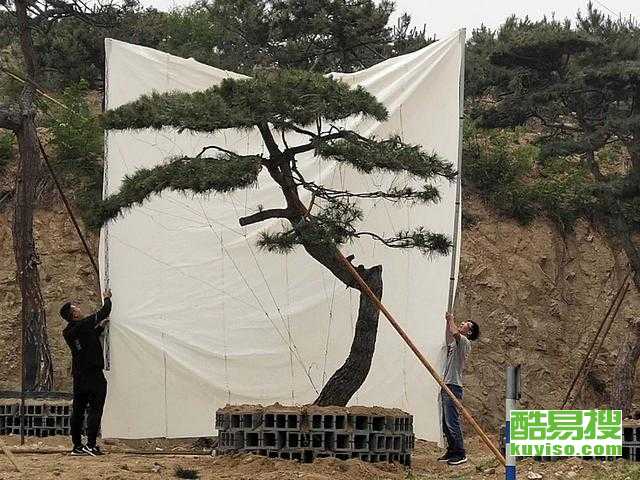 油松的多种用途