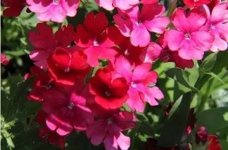 必懂常识：种子包装上的