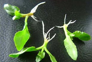 繁殖方法：扦插为主，叶插也可