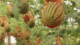 通风透光：让月季呼吸新鲜空气