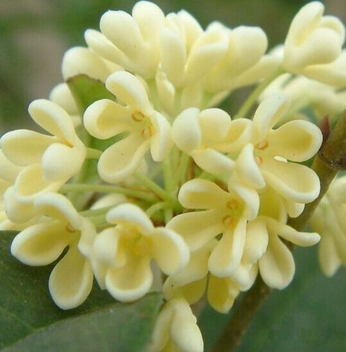 菱花，历史的见证者