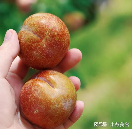 红心李子，源于我国
