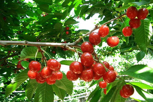 大樱桃的“六怕”与防治技术