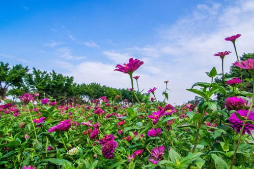 承包山林养殖的想法