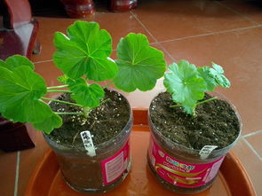 肥料的选择与施用