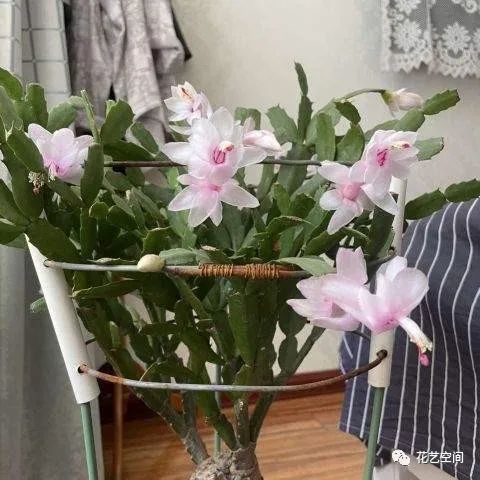 浇水与施肥的艺术