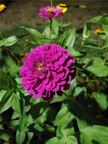 路边种花，全年绽放的秘密