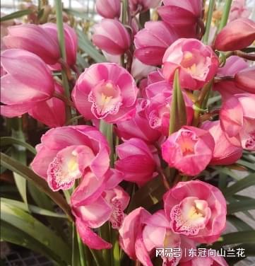 探寻八种花中君子，感受自然之美与高尚品质