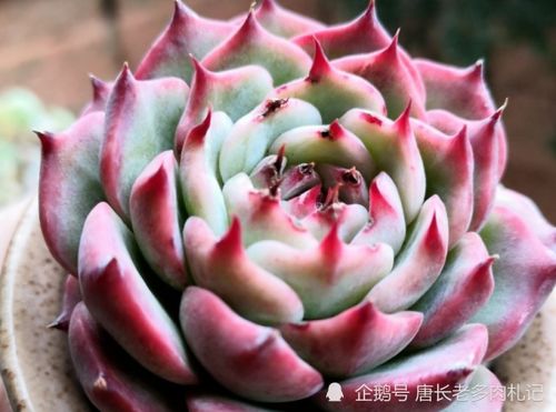 吉娃娃多肉如何科学养护才能使其寿命达到最长