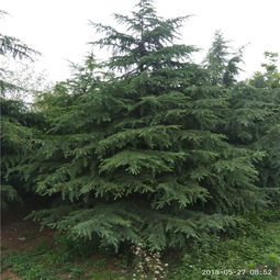 昌达苗木基地：山东泰安的雪松大户