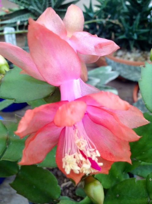 花期特长植物的管理