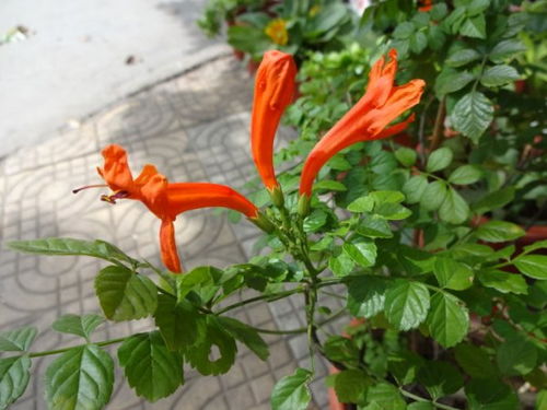 凌霄花的生长条件